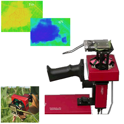 叶绿素荧光成像仪——IMAGING-PAM MINI探头版