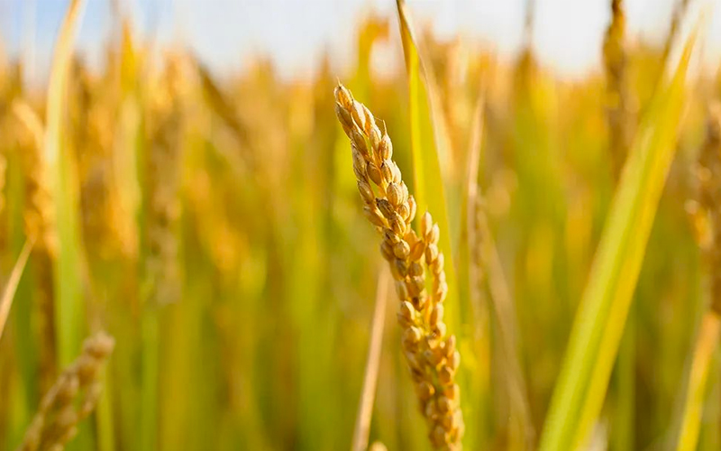 高通量 PCR仪—— 助力作物分子育种